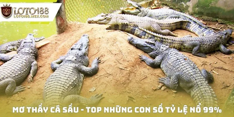 Mơ Thấy Cá Sấu