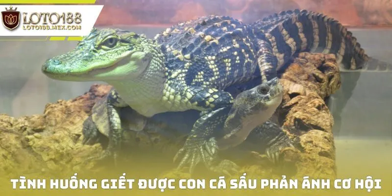 Tình huống giết được con cá sấu phản ánh cơ hội